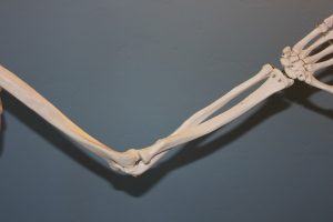brazo humano huesos